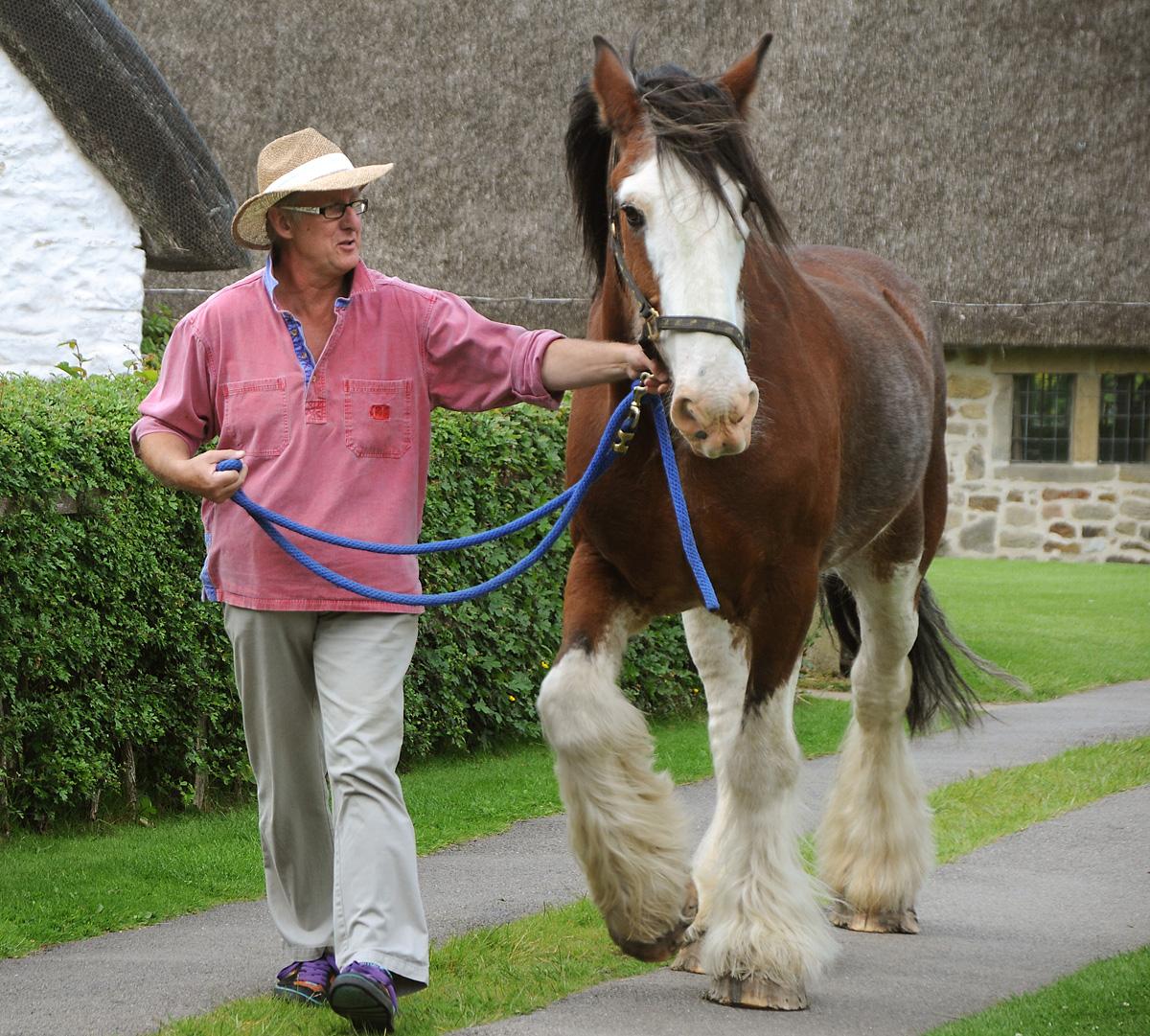 Graham Slater with Max the Clydesdale horse who needs a volunteer to walk him to work at Ryedale Folk Museum.