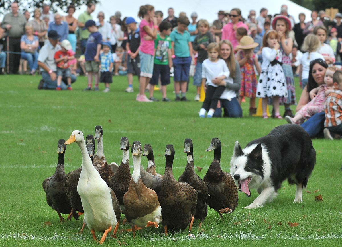 Elaine Hill’s sheepdog rounds up geese at Thornton-le-Dale Show    