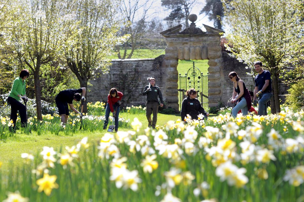  Volunteers from Aviva and National Trust gardeners hard at work among Nunnington Hall’s daffodils.                