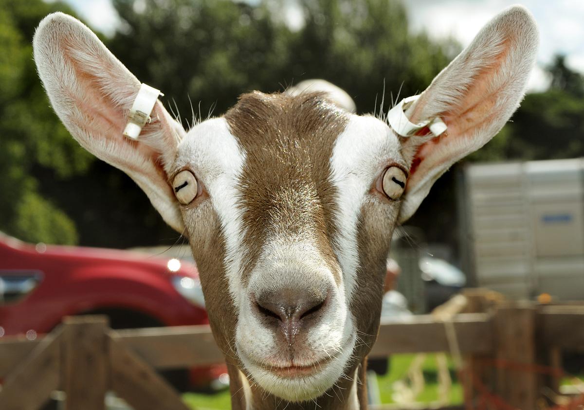 Goat spotted at Huby and Sutton Show