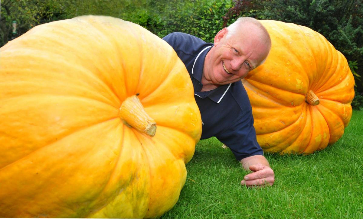 Giant pumpkins grown by Mike Williams, drew the crowds at the annual Rillington Show. 

