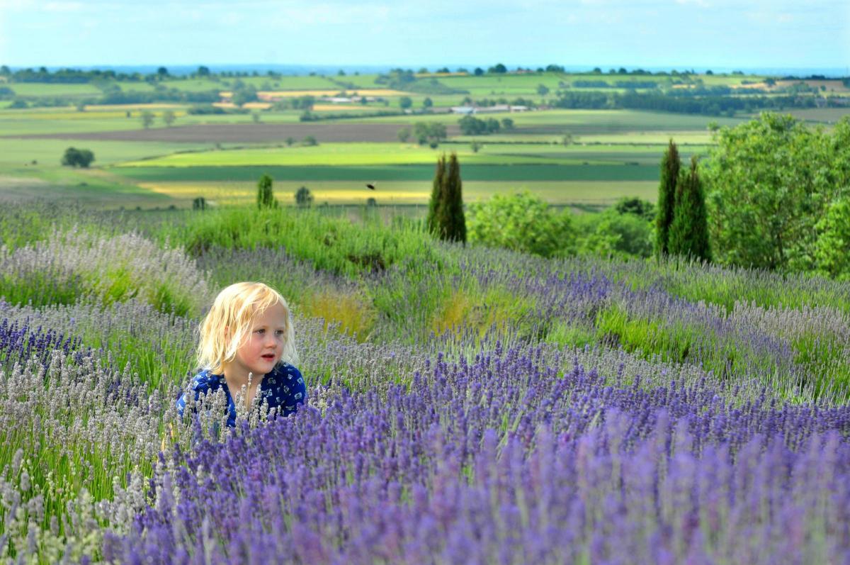 Gazette & Herald photographer Frank Dwyer took this picture of Elidh Wood, seven, enjoying the blooms at Yorkshire Lavender at Terrington