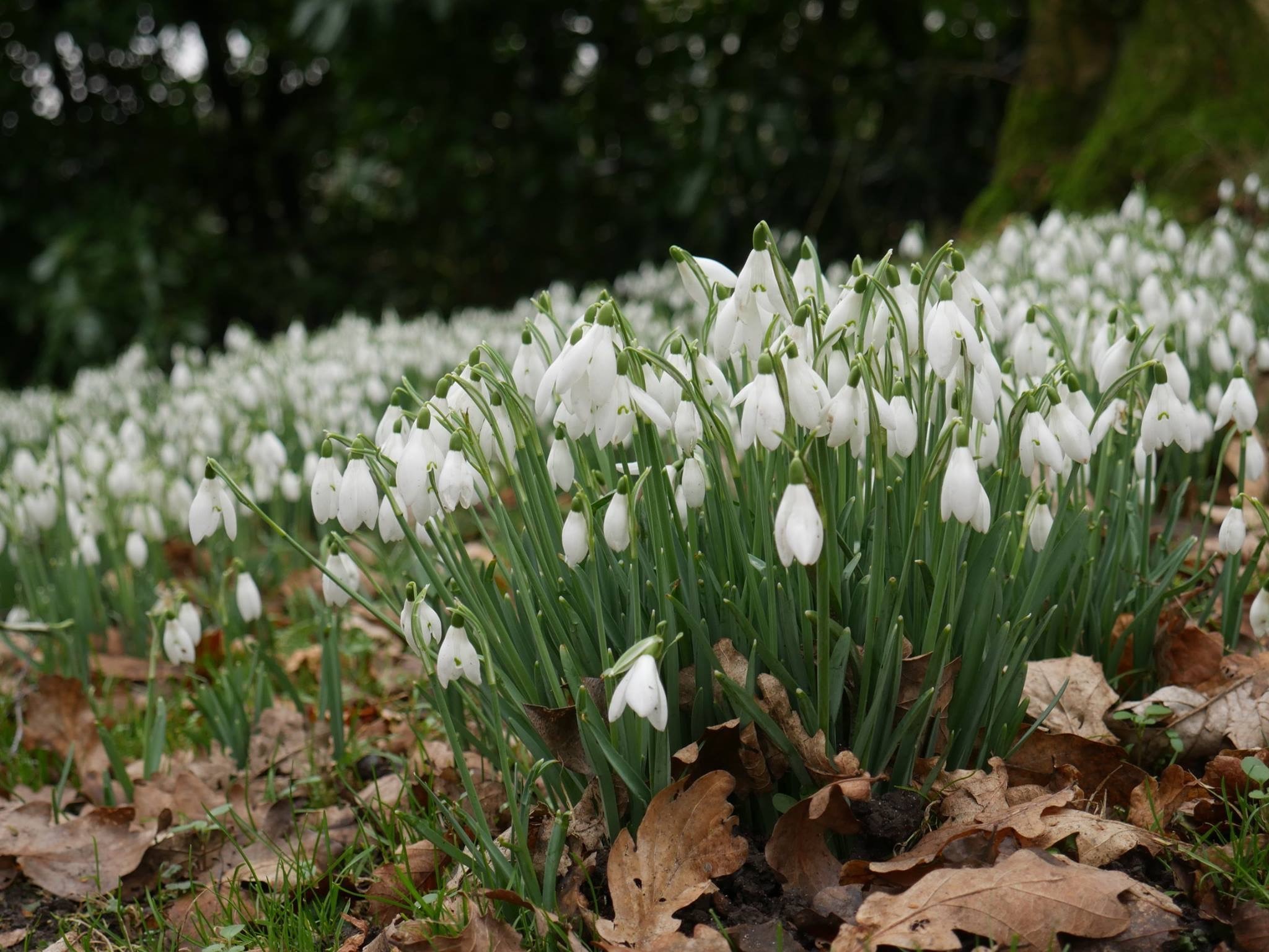 A sale of snowdrops has taken place at St Leonard & St Mary's RC ... - Gazette & Herald