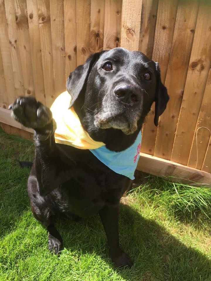 Diesel the dog ready for the Tour de Yorkshire in Malton Pic Lauren Amber