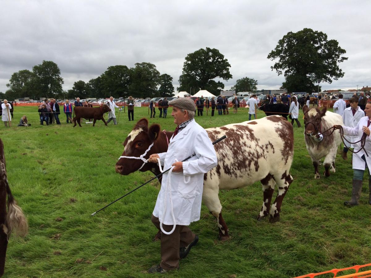 Ryedale Show 2017  Picture: David Mackie