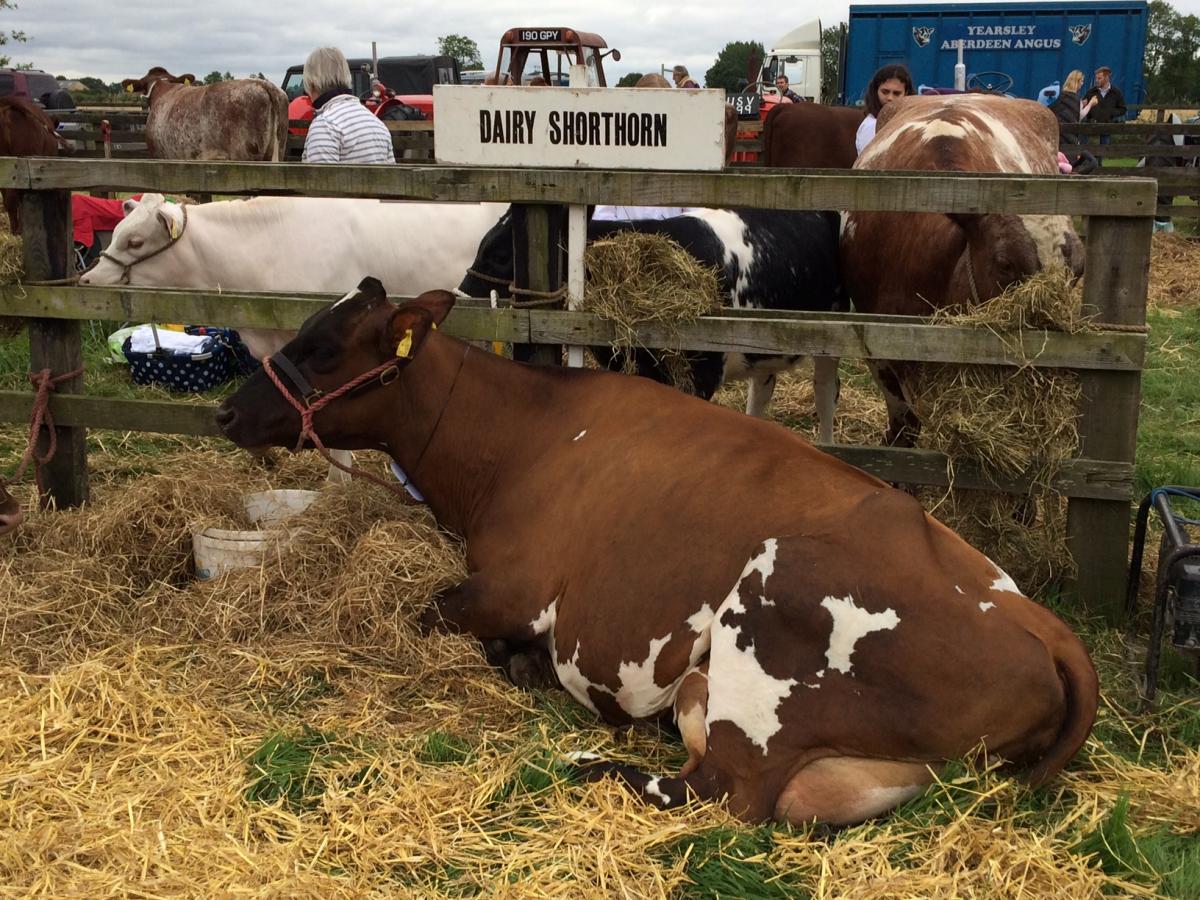 Ryedale Show 2017 Picture: David Mackie