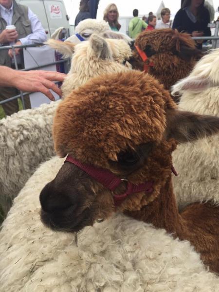 Ryedale Show Pic Gill Chappell