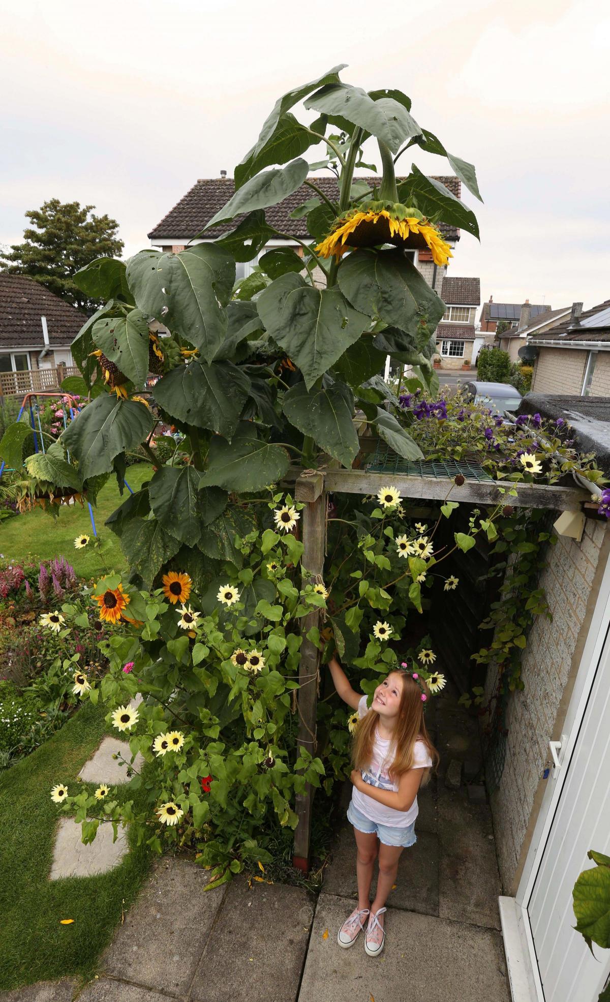Heather Hunter with her 12ft sunflower