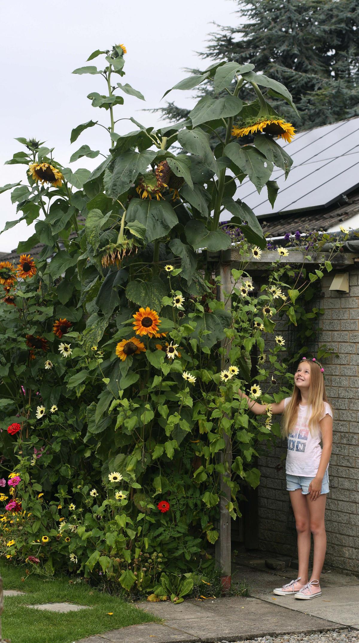 Heather Hunter with her 12ft sunflower