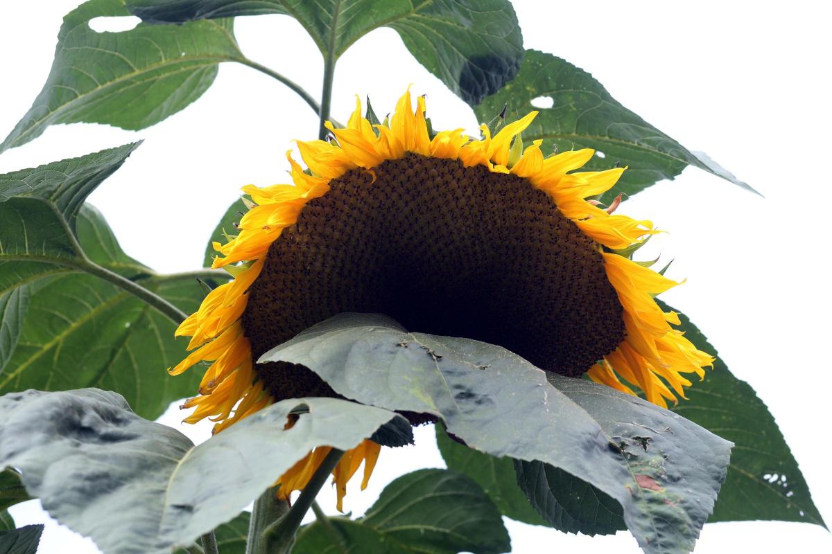 Heather Hunter's 12ft sunflower in Pickering