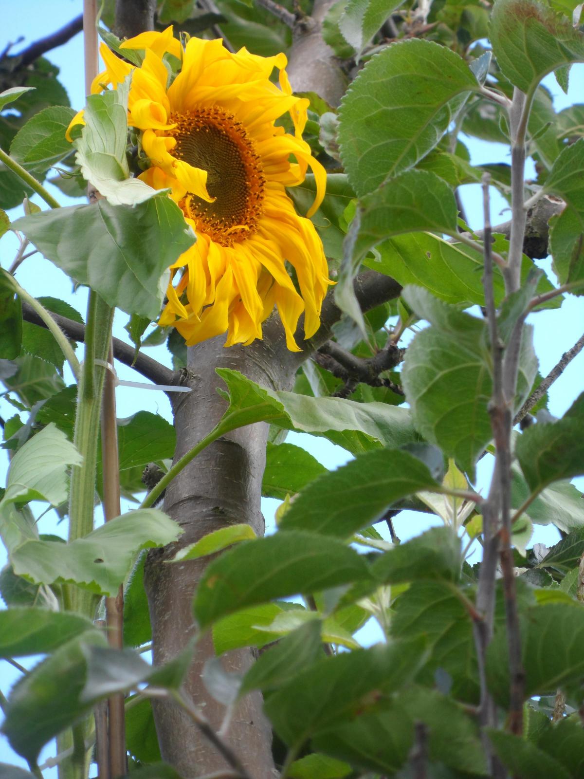 Ray Gott's 12ft 5 sunflower in Emley Moor