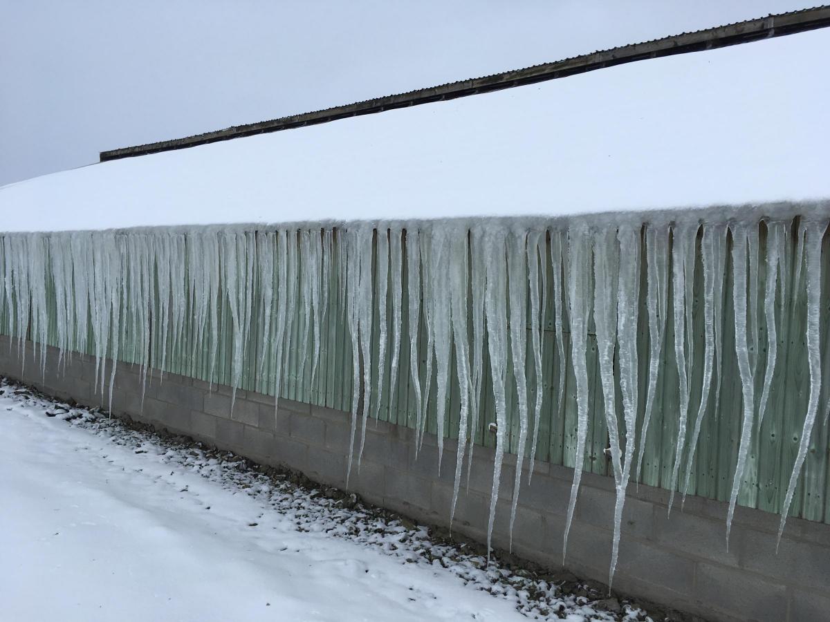Icicles hanging off the poultry shed by Andy Marton