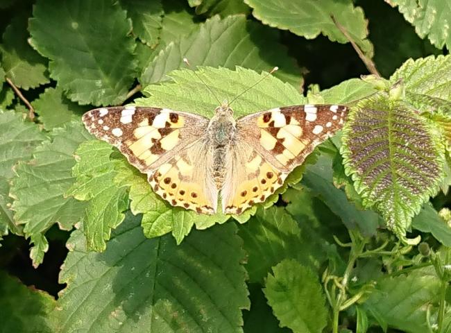 A sun-bathing painted lady by Pete Lamb, of Westow