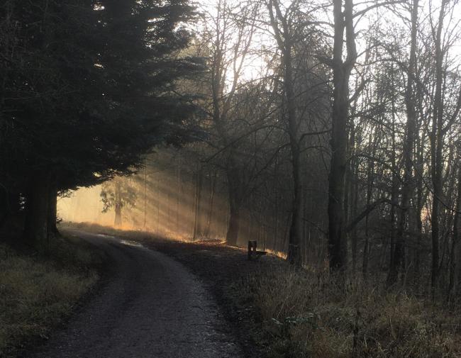 An early morning forest walk through Dalby    Picture: Deanna Briggs