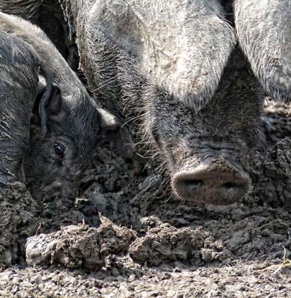 Pigs at The Farmers Cart farm shop near York.

Picture by Graham Piercy