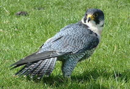 Peregrine falcon at Yorkshire Lavender, Terrington.

Picture by Graham Piercy.
