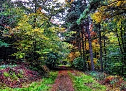 Autumnal photograph taken in the forestry commission walks near Wass bank.

Picture by Graham Piercy.
 