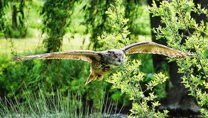 Eagle Owl at Sutton Park.

Picture by Graham Piercy.