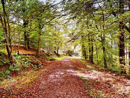 Autumnal photograph taken in the forestry commission walks near Wass bank.

Picture by Graham Piercy.