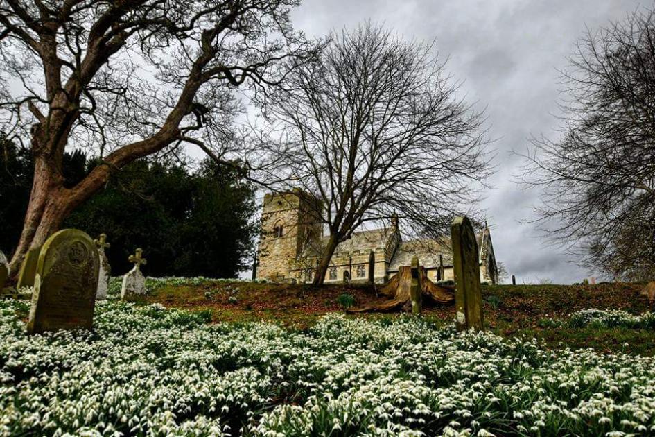 PICTURE OF THE WEEK: This is one of Yorkshire's biggest snowdrop displays 