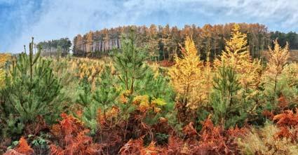 A a panorama taken on a forestry commission plantation near Wass bank. Picture by Graham Piercy.