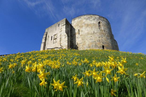 Daffodils at Castle Howard    Picture: Nick Fletcher