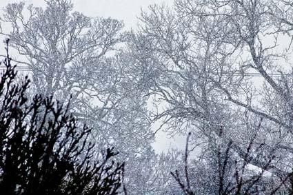 Blizzard in Rillington. Picture by Tom Tolkien.