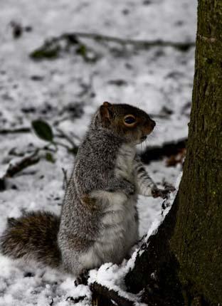 Squirrel in the snow. Picture by Tom Smith