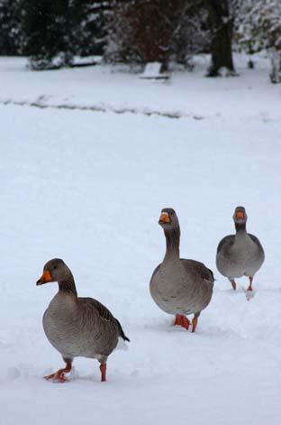 Geese in the snow. Picture by Tom Smith