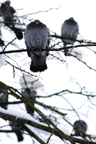 Birds in the snow. Picture by Tom Smith