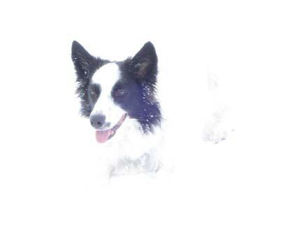 Tilly, the Welsh Border Collie, who is all white except for her head. She loves the snow and is here playing in the field at Stillington.
