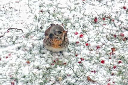 A Fieldfare, which is a large thrush - just a little smaller than the Mistle Thrush - with very bold plumage. They are winter visitors from Scandinavia.
Picture by Graham Piercy.
