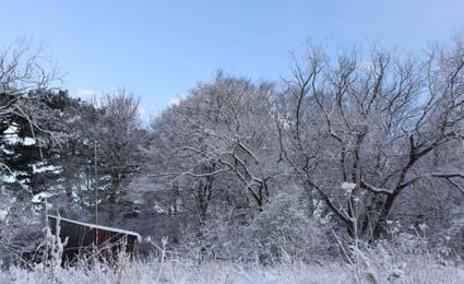 Snow picture by Cara Atkinson of Rillington.