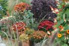 A mixture of autumn flowering plants in pots.