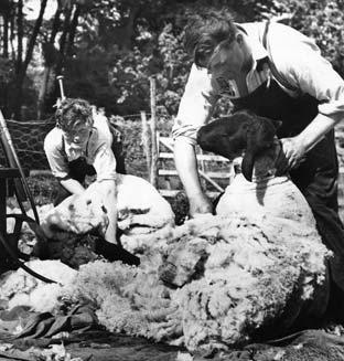 Bert Harper of Skiplam Grange, Nawton, shearing sheep with schoolboy, Raymond Gamble, in 1959.