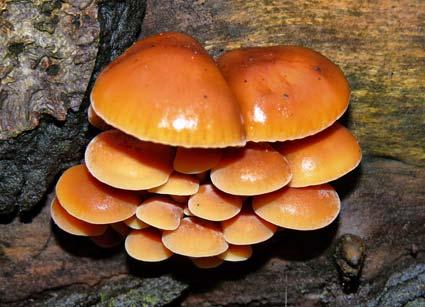 Beautiful fungi found in Malton's Castle Gardens. Picture by Graham Piercy.


