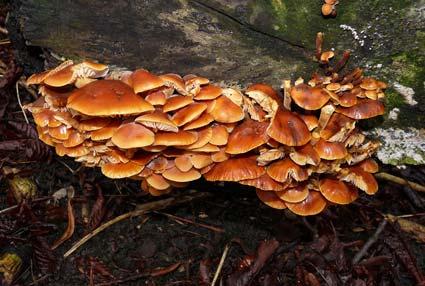 Beautiful fungi found in Malton's Castle Gardens. Picture by Graham Piercy.