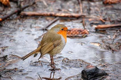 Picture of a robin by Graham Piercy.
