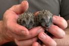 Needles and Pins, two baby hedgehogs, looked after by Robert Fuller, who became famous across the world