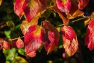 Parrotia persica shows off its autumn colours at Helmsley Walled Garden                                     Picture: Colin Dilcock