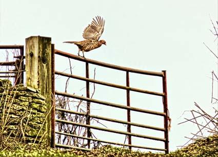 Picture of a pheasant taken while on a walk at Rievaulx near Helmsley. Picture by Graham Piercy.