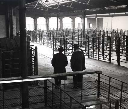 Farmers look at empty pens during the 1967 foot and mouth outbreak.