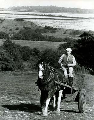 March 16, 1973. Although mechanisation was far advanced in agriculture, the horse had not been entirely eliminated. The picture shows Mr Derrick Wardell, on Rosie, a shire, at Crossfield Farm, Stittenham, muck-spreading on the Howardian Hills.