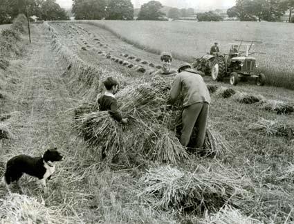 August 31, 1967. Robert, Andrew and Ian Warriner stooking wheat on their father's farm at Mosswood Grange, Crayke.