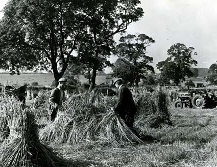 September 13, 1963. Busy days for those who work on the land. Our photographer visited Mr E F Sawyer's farm, at Buttercrambe, near York, to capture this harvest scene.