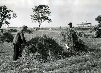 Sept 1, 1965. A sight not often seen with so much automation in farming these days is that of harvesting by hand in the old traditional manner. Mr F Allen, right, of Scrayingham, near York, and Mr W Holmes are stooking the oats in front of the old binder
