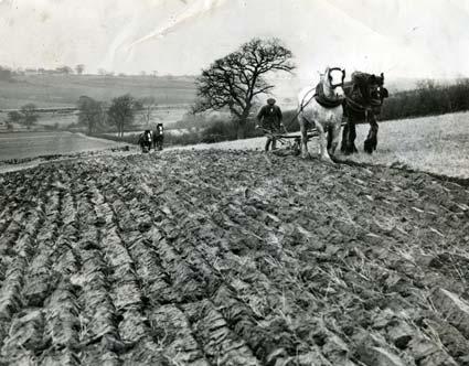 March 20, 1959. Photo showing two teams of shire or heavy horses ploughing fields.