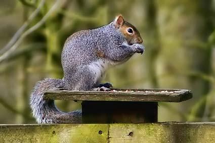 A squirrel enjoying a bite to eat at a feeding station near Sawdon. Picture by Graham Piercy  
