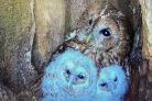 Bonnie the tawny and chicks