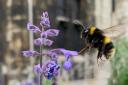 A bee outside of the York Minster Library taken by Adam Peel, Whitwell-on-the-Hill